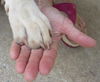 Pup McHugh: one of the Big Dogs