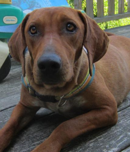 Dixie aka Desi