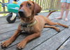 Dixie aka Desi