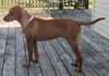 Dixie aka Desi