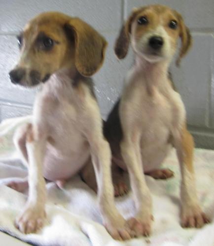 Caleb and Catie: Stray houndy puppies