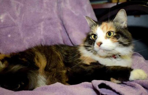 Pretty: adopted