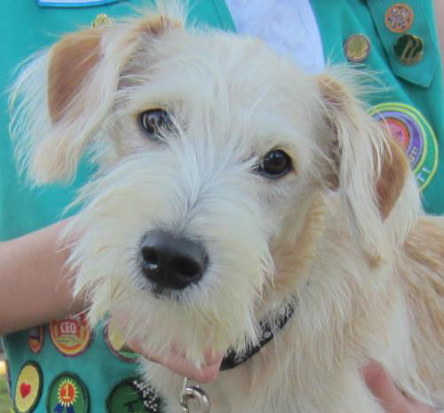 Charlie! Playful poodle mix