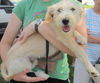 Charlie! Playful poodle mix