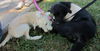 Charlie! Playful poodle mix