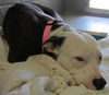 Lillie:sweet baby doll!