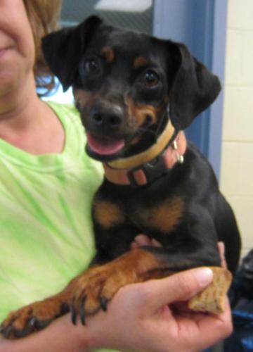 Amanda: adopted