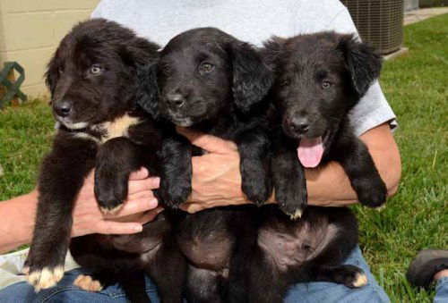 Epson Field and Woods Puppies