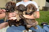Epson Field and Woods Puppies