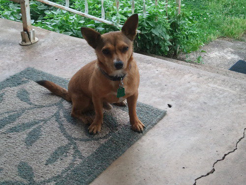 Dexter