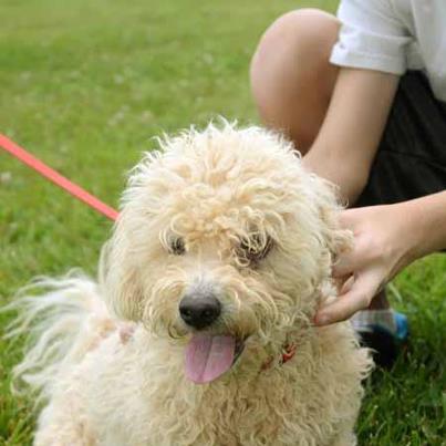 Curly: adopted