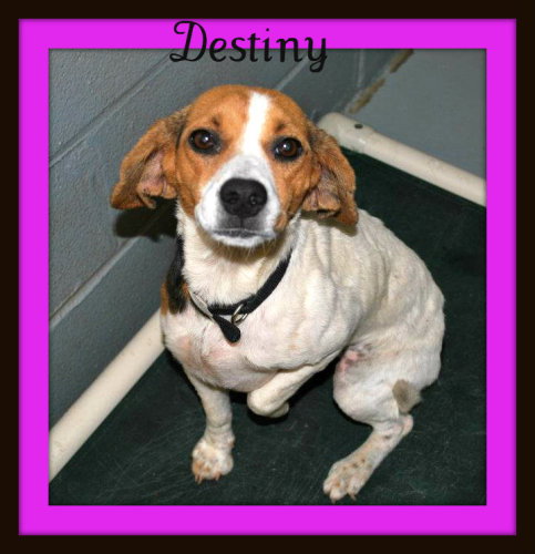 Destiny: looking for her home!