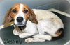 Destiny: looking for her home!