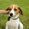 Destiny: looking for her home!
