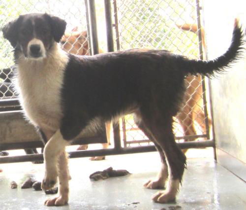 Shelby: adoption pending