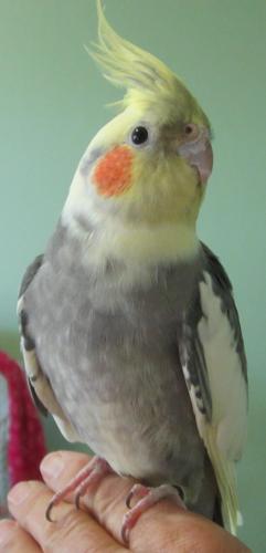 Charlie, a cockatiel