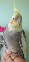 Charlie, a cockatiel