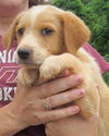 Dale's Puppies: Shiloh: adopted