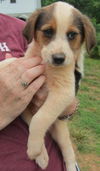 Dale's Puppies: Bisket: adopted