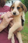 Dale's Puppies: Bisket: adopted