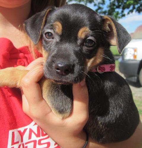 Amber: adopted