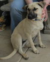 Shawnee: adopted