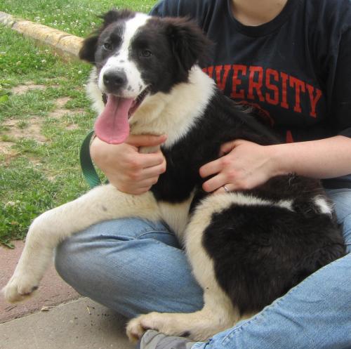 Duke: (Marshall) adopted