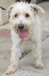 Sammy: adopted
