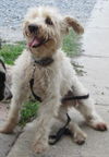 Sammy: adopted