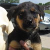 Shasta Daisy: adopted