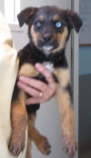 Shasta Daisy: adopted