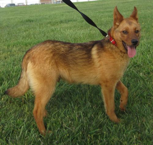 Maverick: adopted