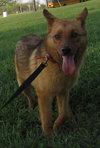 Maverick: adopted