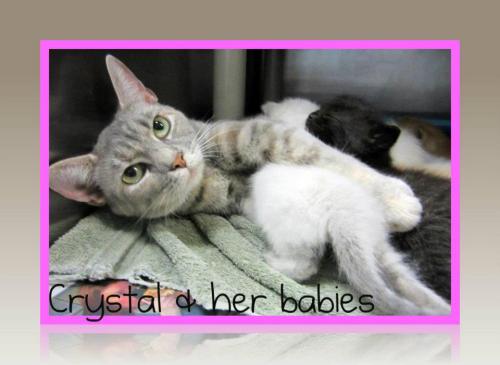 Crystal and tiny kits: Transferred