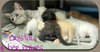 Crystal and tiny kits: Transferred