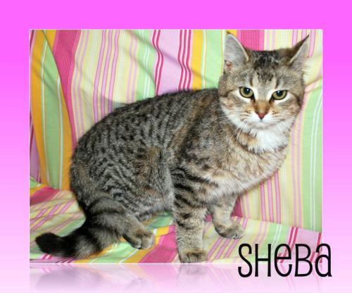 Sheba: transferred
