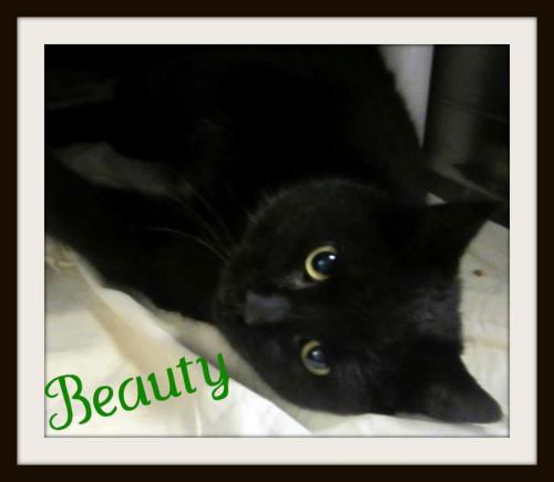 Beauty: adopted