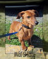 Marshall:  adopted