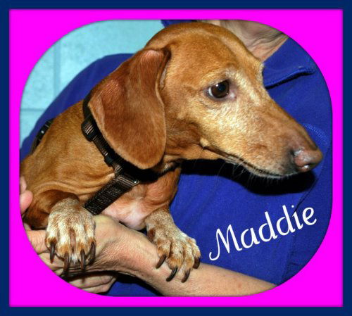 Maddie:  adopted