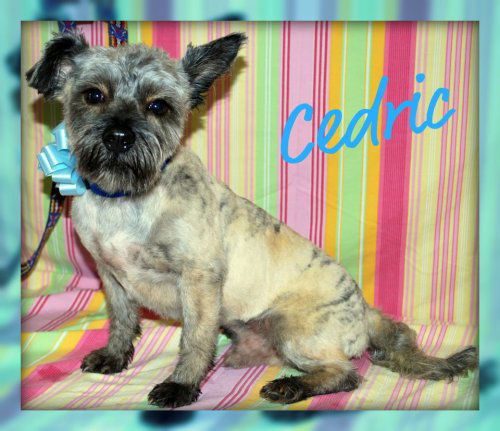 Cedric: transferred
