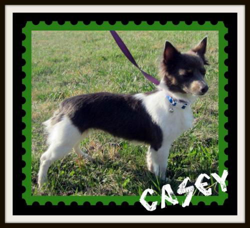 Casey: Adopted