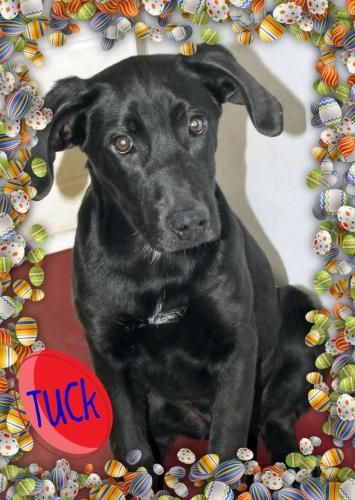 Tuck: adopted
