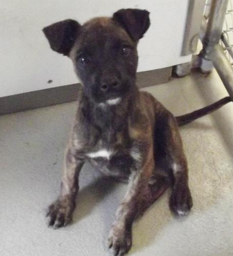 Honey Pot Puppies: adopted