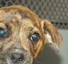 Honey Pot Puppies: adopted