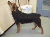 Honey: transferred