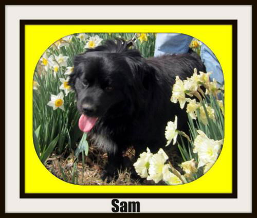 Sam: adopted