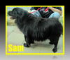 Sam: adopted