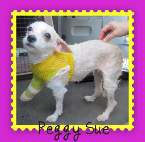 Peggy Sue: adopted!