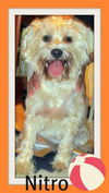 Nitro: adopted