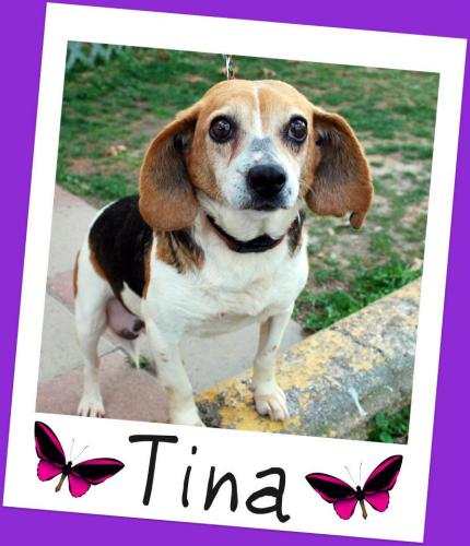 Tina: transferred